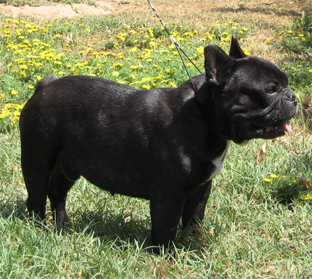 basil_b_de_la_velette_bouledogue_francese_allevamento_degli_scarronzoni
