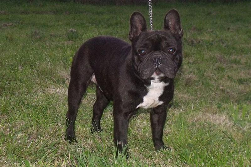 victor_bouledogue_francese_allevamento_boxer_degli_scarronzoni_livorno