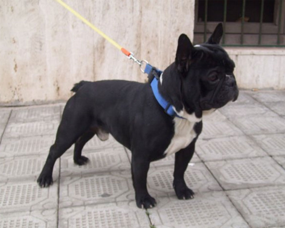 lucifero_bouledogue_francese_allevamento_boxer_degli_scarronzoni_livorno