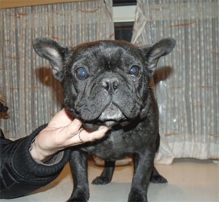 josharon_bouledogue_francese_allevamento_degli_scarronzoni