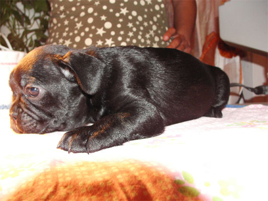 cucciolo_bouledogue_francese_degli_scarronzoni