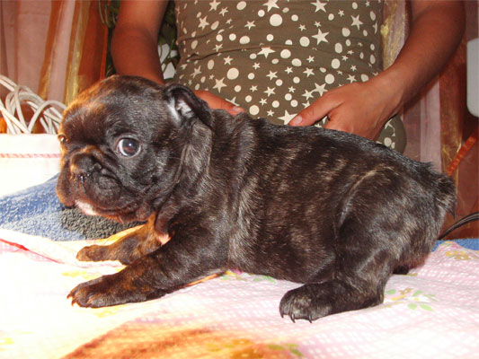 cucciolo_bouledogue_francese_degli_scarronzoni