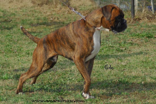 arespilotti_accoppiato_con_giza_degli_scarronzoni_allevamento_boxer_livorno_toscana_cani