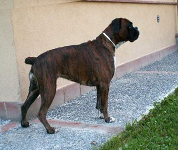 danka_degli_scarronzoni_boxer_tigrato_allevamento