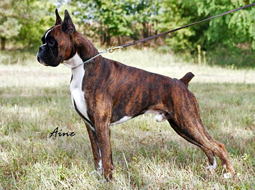 ippolito_accoppiato_con_ikea_degli_scarronzoni_allevamento_boxer_livorno_toscana_cani