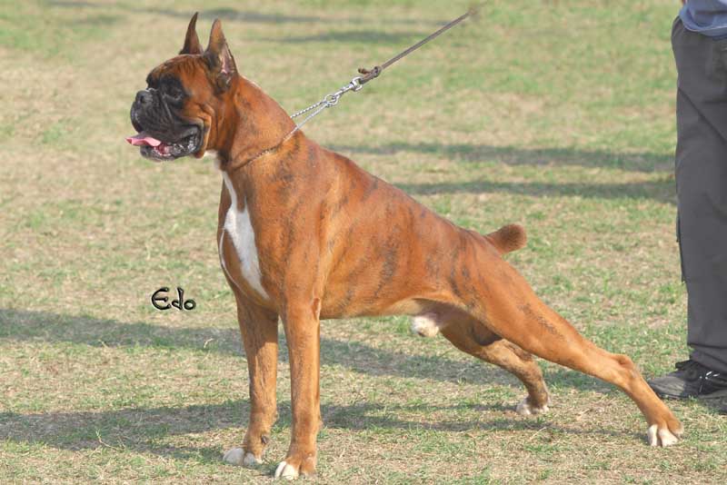 oreste_di_soragna_accoppiato_con_zora_degli_scarronzoni_allevamento_boxer_cani_livorno_italy