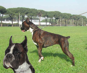 cuccioli_allevamento_cani_boxer_degli_scarronzoni_livorno_toscana_italia