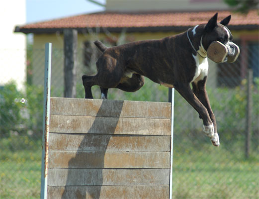 irish_degli_scarronzoni_riporto_salto_ipo_3_prova_lavoro_la_pineta_20_settembre_2008