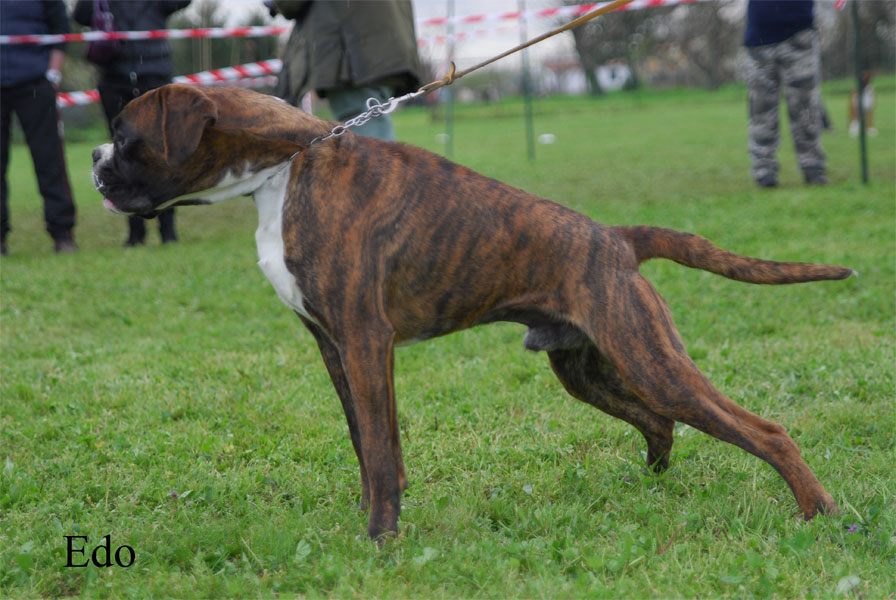 quarzo_degli_scarronzoni_allevamento_boxer_e_bouledogue_francesi_livorno