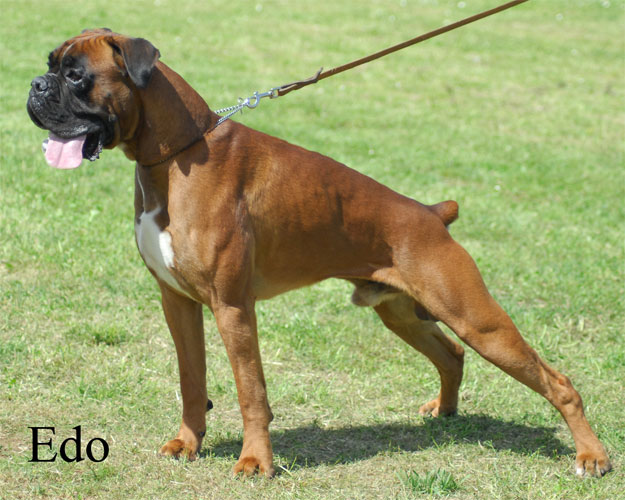 raoul_degli_scarronzoni_allevamento_boxer_bouledogue_francesi_livorno