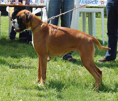 boxer_zora_degli_scarronzoni