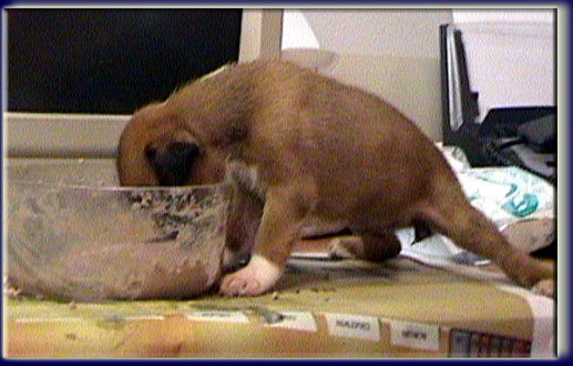 ricca-mangiata.jpg