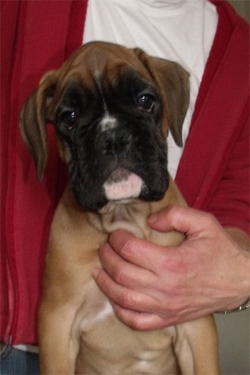 cucciolo_maschio_tigrato_boxer_allevamento_degli_scarronzoni_livorno