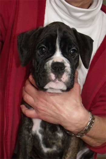 cucciolo_maschio_tigrato_boxer_allevamento_degli_scarronzoni_livorno
