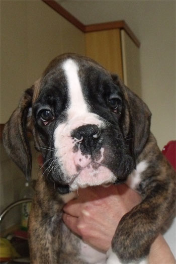 cucciolo_maschio_tigrato_boxer_allevamento_degli_scarronzoni_livorno