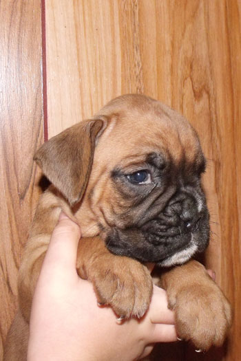 cucciolo_boxer_femmina_fulva_allevamento_degli_scarronzoni_rrebel_x_zhiroff_del_rolanus_6.10.2011