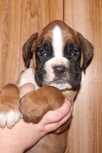 cucciolo_boxer_femmina_fulva_allevamento_degli_scarronzoni_rrebel_x_zhiroff_del_rolanus_6.10.2011
