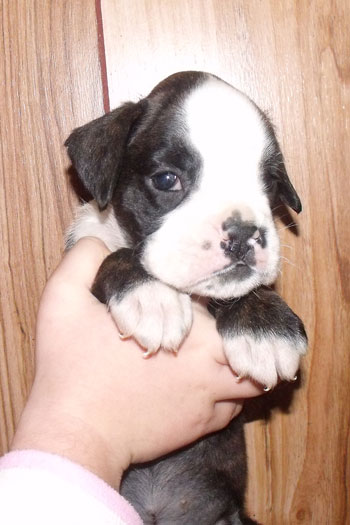 cucciolo_boxer_femmina_tigrata_allevamento_degli_scarronzoni_rrebel_x_zhiroff_del_rolanus_6.10.2011
