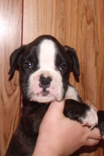 cucciolo_boxer_maschio_tigrato_allevamento_degli_scarronzoni_rrebel_x_zhiroff_del_rolanus_6.10.2011