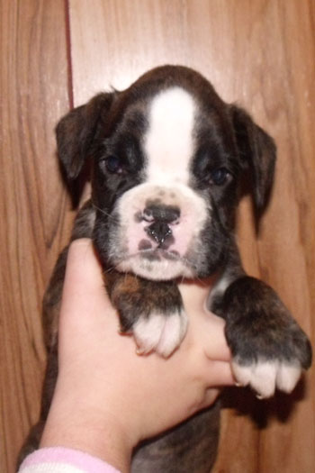 cucciolo_boxer_maschio_tigrato_allevamento_degli_scarronzoni_rrebel_x_zhiroff_del_rolanus_6.10.2011
