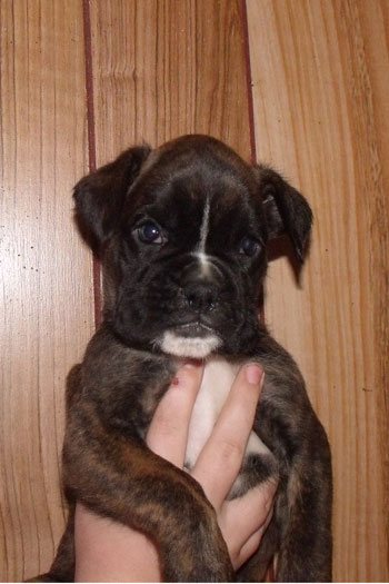 cucciolo_boxer_maschio_tigrato_allevamento_degli_scarronzoni_rrebel_x_zhiroff_del_rolanus_6.10.2011