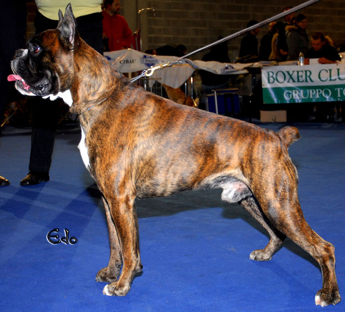 zhiroff_del_rolanus_tronco_allevamento_boxer_egli_scarronzoni_cuccioli_rrebel_3.10.2011