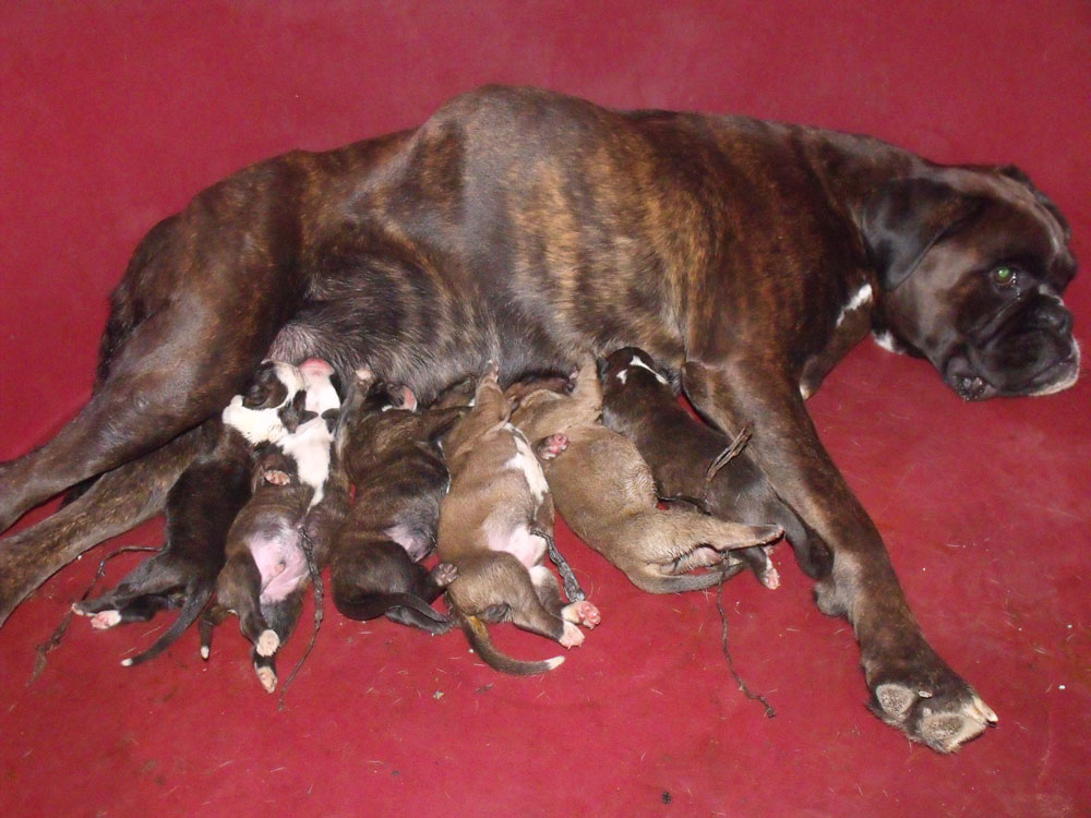 cuccioli_boxer_allevamento_egli_scarronzoni_livorno_rrebel_x_zhiroff_el_rolanus_nati_3.10.2011
