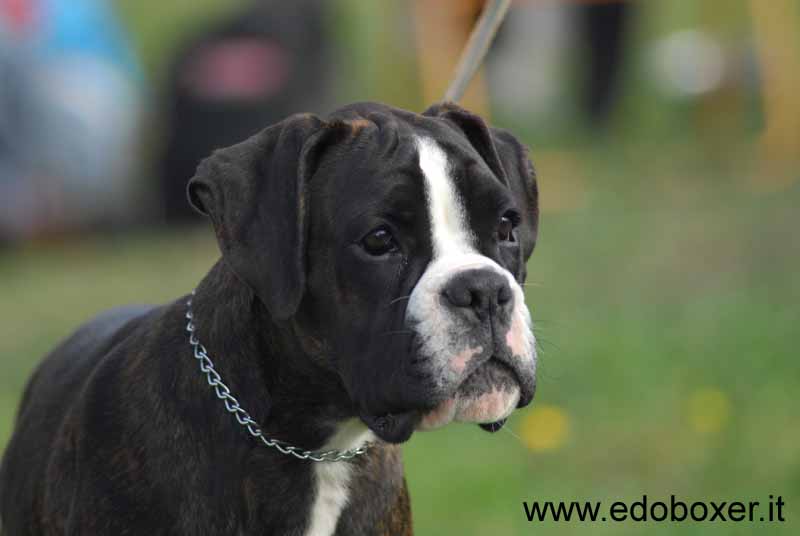 giza_degli_scarronzoni_testa_boxer