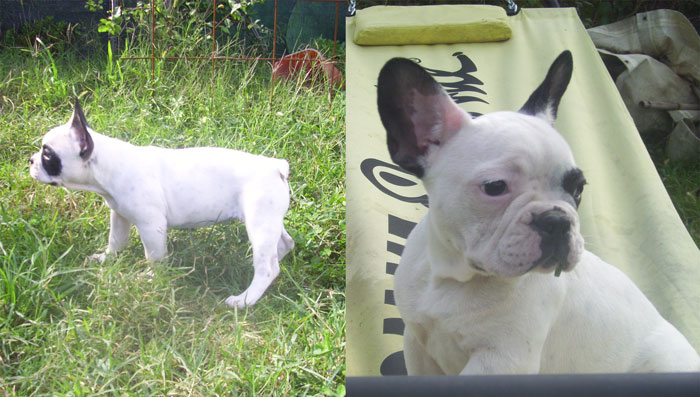 amelie_bouledogue_francese_allevamento_boxer_DEGLI_SCARRONZONI-livorno