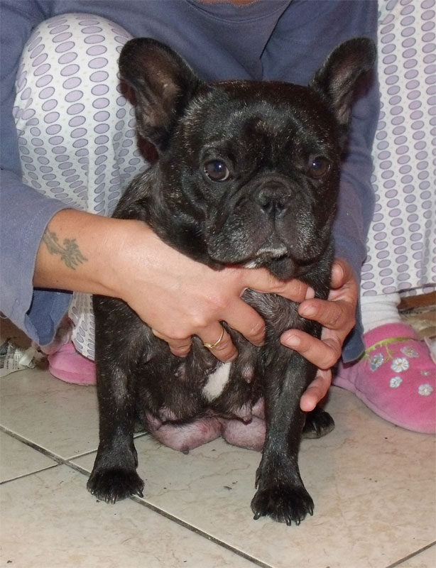 minastirith del Tolkeyen_bouledogue_francese_allevamento_boxer_degli_scarronzoni_livorno