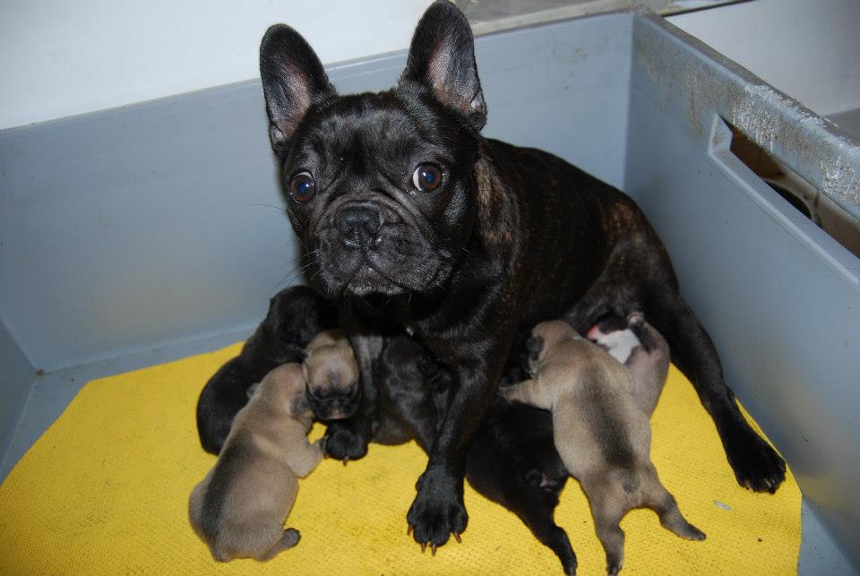 bouledogue_francesi_cuccioli_allevamento_boxer_degli_scarronzoni