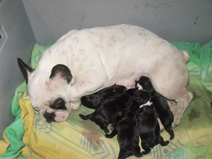 amelie_bouledogue_francese_cuccioli_allevamneto_degli_scarronzoni_livorno