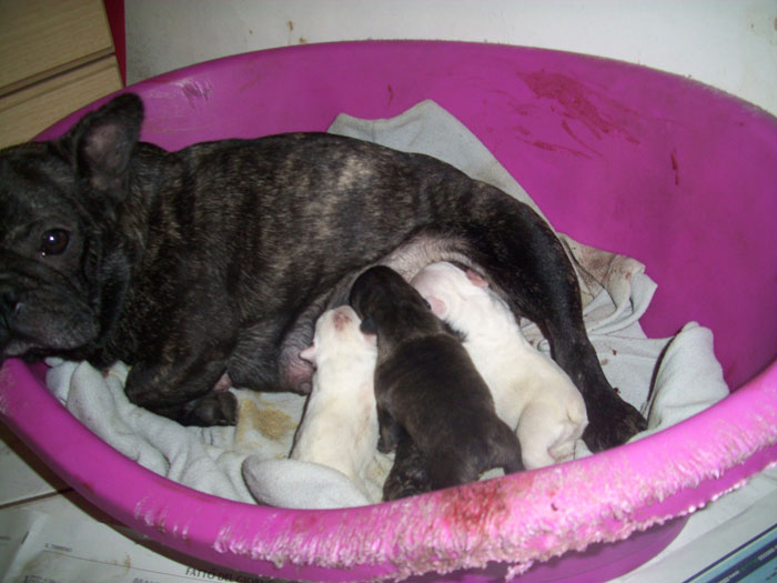 magavaljolie_x_victor_cuccioli_bouledogue_francesi_allevamento_degli_scarronzoni_livorno