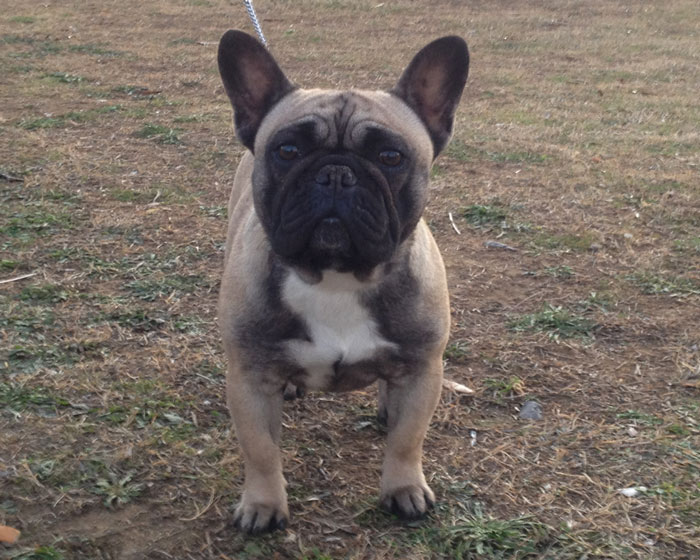 mariaantonietta_bouledogue_francese_allevamento_degli_scarronzoni_livorno
