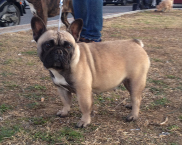 mariaantonietta_bouledogue_francese_allevamento_degli_scarronzoni_livorno