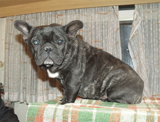 minastirith_bouledogue_francese_degli_scarronzoni_boxer_cucciolo