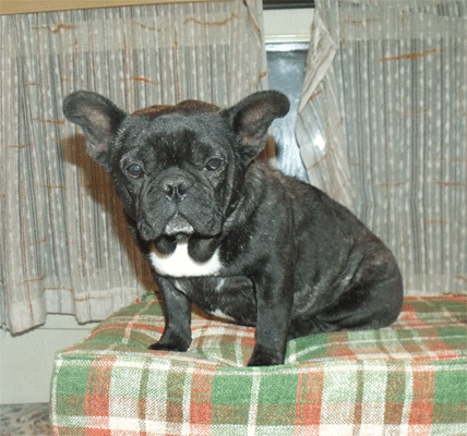 minastirith_bouledogue_francese_degli_scarronzoni_boxer_cucciolo