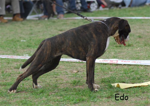 ivette_degli_scarronzoni_boxer_camp�ionato_dell'anno_2009