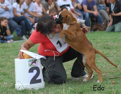 hanna_del_sassoscritto_scarronzoni_boxer