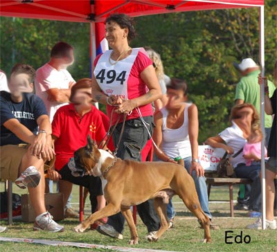 pedro_degli_scarronzoni_passerella_dei_campioni_boxer