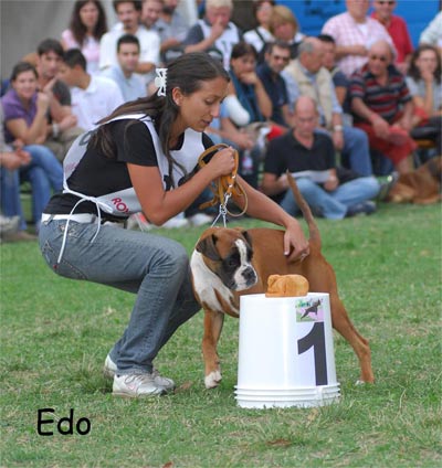 orchidea_degli_scarronzoni_boxer