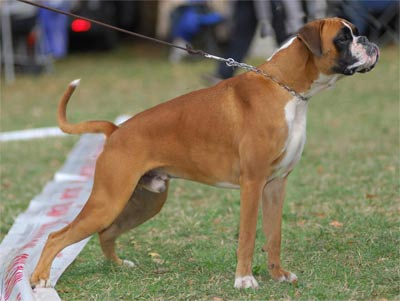 negus_degli_scarronzoni_boxer