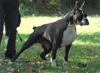 TINA_DEL_SASSOSCRITTO_SCARRONZONI_BOXER