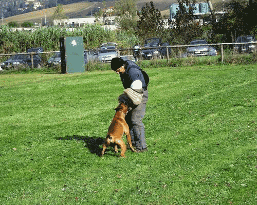 allevamento_cani_boxer_degli_scarronzoni_cuccioli_disponibili_livorno_toscana_italia