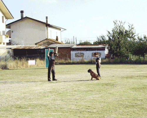allevamento_cani_boxer_degli_scarronzoni_cuccioli_disponibili_livorno_toscana_italia
