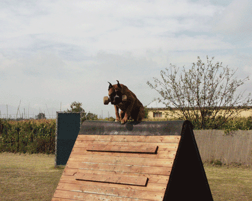 allevamento_cani_boxer_degli_scarronzoni_cuccioli_disponibili_livorno_toscana_italia
