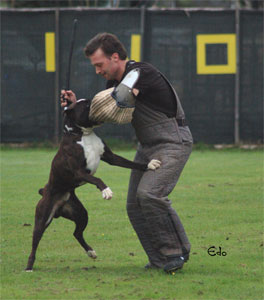 allevamento_cani_boxer_degli_scarronzoni_cuccioli_disponibili_livorno_toscana_italia