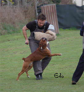 allevamento_cani_boxer_degli_scarronzoni_cuccioli_disponibili_livorno_toscana_italia