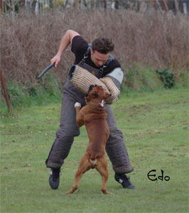 allevamento_cani_boxer_degli_scarronzoni_cuccioli_disponibili_livorno_toscana_italia