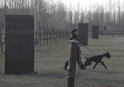 allevamento_cani_boxer_degli_scarronzoni_cuccioli_disponibili_livorno_toscana_italia